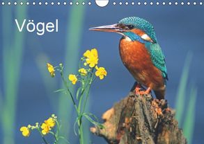 Vögel (Wandkalender 2019 DIN A4 quer) von McPHOTO