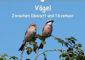 Vögel zwischen Elbwatt und Tävsmoor (Wandkalender 2018 DIN A3 quer) von Springer,  Heike