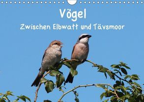 Vögel zwischen Elbwatt und Tävsmoor (Wandkalender 2018 DIN A4 quer) von Springer,  Heike