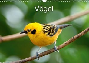 Vögel (Posterbuch DIN A3 quer) von McPHOTO,  k.A.