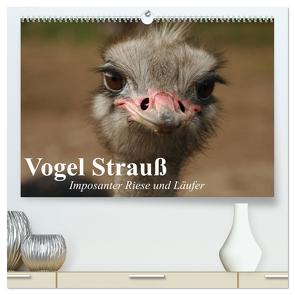 Vogel Strauß. Imposanter Riese und Läufer (hochwertiger Premium Wandkalender 2024 DIN A2 quer), Kunstdruck in Hochglanz von Stanzer,  Elisabeth