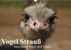 Vogel Strauß. Imposanter Riese und Läufer (Wandkalender 2023 DIN A3 quer) von Stanzer,  Elisabeth