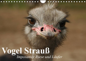 Vogel Strauß. Imposanter Riese und Läufer (Wandkalender 2023 DIN A4 quer) von Stanzer,  Elisabeth