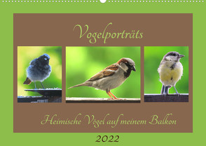 Vogelporträts – Heimische Vögel auf meinem Balkon (Wandkalender 2022 DIN A2 quer) von Schimmack,  Claudia