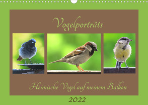 Vogelporträts – Heimische Vögel auf meinem Balkon (Wandkalender 2022 DIN A3 quer) von Schimmack,  Claudia