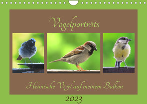 Vogelporträts – Heimische Vögel auf meinem Balkon (Wandkalender 2023 DIN A4 quer) von Schimmack,  Claudia