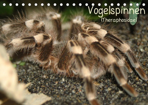 Vogelspinnen (Theraphosidae)CH-Version (Tischkalender 2022 DIN A5 quer) von Mielewczyk,  Barbara