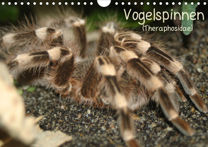 Vogelspinnen (Theraphosidae)CH-Version (Wandkalender 2021 DIN A4 quer) von Mielewczyk,  Barbara