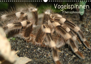 Vogelspinnen (Theraphosidae)CH-Version (Wandkalender 2022 DIN A3 quer) von Mielewczyk,  Barbara