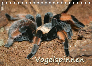 Vogelspinnen (Tischkalender 2022 DIN A5 quer) von Mielewczyk,  Barbara