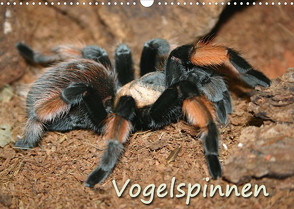 Vogelspinnen (Wandkalender 2022 DIN A3 quer) von Mielewczyk,  Barbara