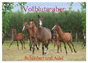 Vollblutaraber – Schönheit und Adel (Tischkalender 2024 DIN A5 quer), CALVENDO Monatskalender von Münzel-Hashish - www.tierphotografie.com,  Angela