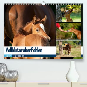 Vollblutaraberfohlen (Premium, hochwertiger DIN A2 Wandkalender 2021, Kunstdruck in Hochglanz) von Schiller,  Petra