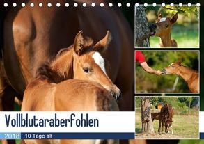 Vollblutaraberfohlen (Tischkalender 2018 DIN A5 quer) von Schiller,  Petra