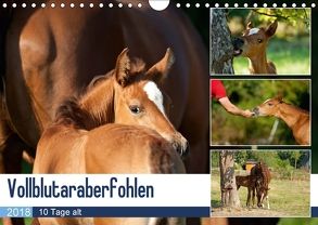 Vollblutaraberfohlen (Wandkalender 2018 DIN A4 quer) von Schiller,  Petra