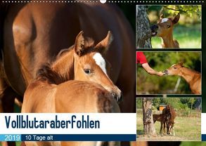 Vollblutaraberfohlen (Wandkalender 2019 DIN A2 quer) von Schiller,  Petra
