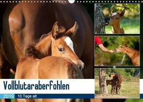 Vollblutaraberfohlen (Wandkalender 2019 DIN A3 quer) von Schiller,  Petra