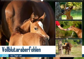 Vollblutaraberfohlen (Wandkalender 2020 DIN A2 quer) von Schiller,  Petra