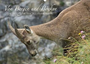 Von Bergen und Böcken (Wandkalender 2018 DIN A2 quer) von Schaefgen,  Matthias