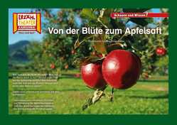 Von der Blüte zum Apfelsaft / Kamishibai Bildkarten von Sangu,  Verena