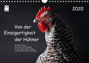 Von der Einzigartigkeit der Hühner 2020 (Wandkalender 2020 DIN A4 quer) von Peters,  Birte