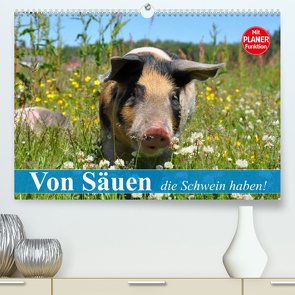 Von Säuen die Schwein haben! (Premium, hochwertiger DIN A2 Wandkalender 2023, Kunstdruck in Hochglanz) von Stanzer,  Elisabeth