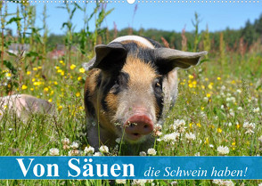 Von Säuen die Schwein haben! (Wandkalender 2023 DIN A2 quer) von Stanzer,  Elisabeth