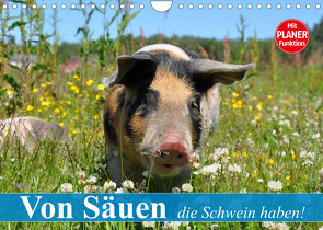 Von Säuen die Schwein haben! (Wandkalender 2023 DIN A4 quer) von Stanzer,  Elisabeth