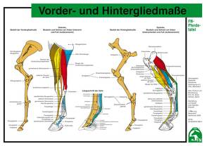 Vorder- und Hintergliedmaße von Hertsch,  Bodo, Spenlen,  Uwe