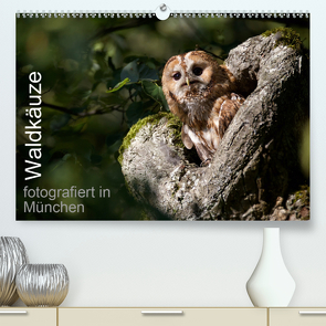 Waldkäuze, fotografiert in München (Premium, hochwertiger DIN A2 Wandkalender 2021, Kunstdruck in Hochglanz) von Buchmann,  Klaus, www.klaus-buchmann.de