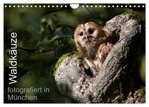 Waldkäuze, fotografiert in München (Wandkalender 2024 DIN A4 quer), CALVENDO Monatskalender von Buchmann,  www.klaus-buchmann.de,  Klaus