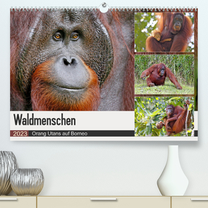 Waldmenschen – Orang Utans auf Borneo (Premium, hochwertiger DIN A2 Wandkalender 2023, Kunstdruck in Hochglanz) von Herzog,  Michael