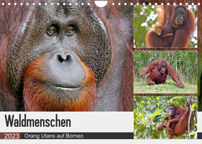 Waldmenschen – Orang Utans auf Borneo (Wandkalender 2023 DIN A4 quer) von Herzog,  Michael