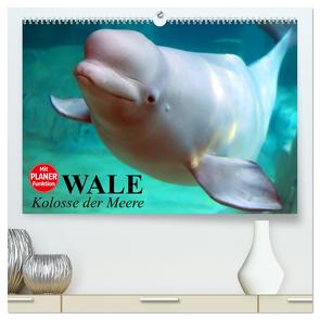 Wale. Kolosse der Meere (hochwertiger Premium Wandkalender 2024 DIN A2 quer), Kunstdruck in Hochglanz von Stanzer,  Elisabeth