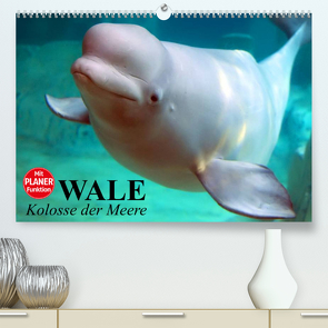 Wale. Kolosse der Meere (Premium, hochwertiger DIN A2 Wandkalender 2023, Kunstdruck in Hochglanz) von Stanzer,  Elisabeth