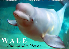 Wale – Kolosse der Meere (Wandkalender 2023 DIN A2 quer) von Stanzer,  Elisabeth