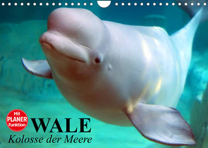 Wale. Kolosse der Meere (Wandkalender 2023 DIN A4 quer) von Stanzer,  Elisabeth