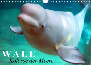 Wale – Kolosse der Meere (Wandkalender 2023 DIN A4 quer) von Stanzer,  Elisabeth