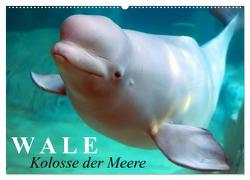 Wale – Kolosse der Meere (Wandkalender 2024 DIN A2 quer), CALVENDO Monatskalender von Stanzer,  Elisabeth