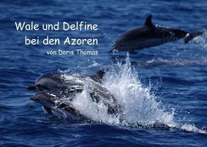 Wale und Delfine bei den Azoren (Posterbuch DIN A4 quer) von Thomas,  Doris