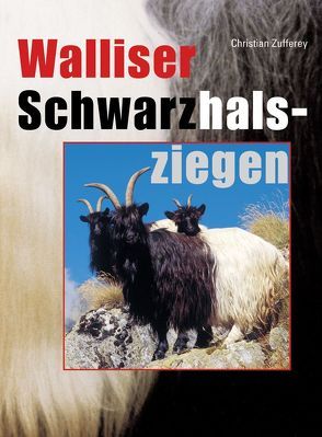 Walliser Schwarzhalsziege von Zufferey,  Christian