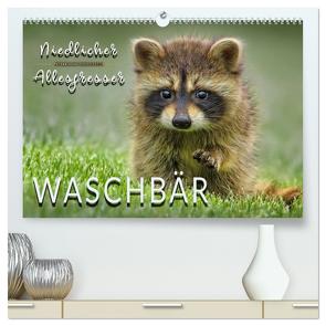 Waschbär – Niedlicher Allesfresser (hochwertiger Premium Wandkalender 2024 DIN A2 quer), Kunstdruck in Hochglanz von Roder,  Peter