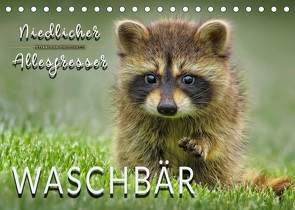 Waschbär – Niedlicher Allesfresser (Tischkalender 2023 DIN A5 quer) von Roder,  Peter