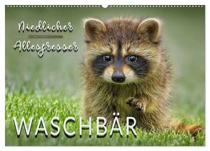 Waschbär – Niedlicher Allesfresser (Wandkalender 2024 DIN A2 quer), CALVENDO Monatskalender von Roder,  Peter