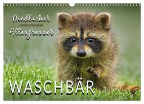 Waschbär – Niedlicher Allesfresser (Wandkalender 2024 DIN A3 quer), CALVENDO Monatskalender von Roder,  Peter