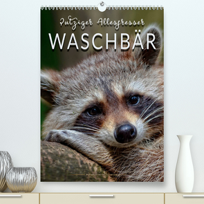 Waschbär – putziger Allesfresser (Premium, hochwertiger DIN A2 Wandkalender 2023, Kunstdruck in Hochglanz) von Roder,  Peter