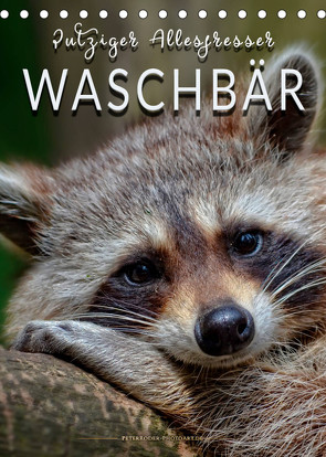 Waschbär – putziger Allesfresser (Tischkalender 2023 DIN A5 hoch) von Roder,  Peter