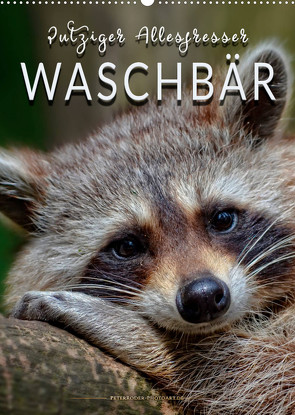 Waschbär – putziger Allesfresser (Wandkalender 2023 DIN A2 hoch) von Roder,  Peter