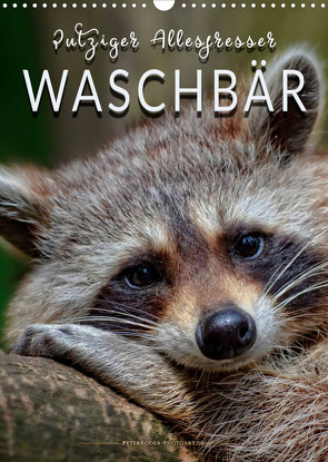 Waschbär – putziger Allesfresser (Wandkalender 2023 DIN A3 hoch) von Roder,  Peter