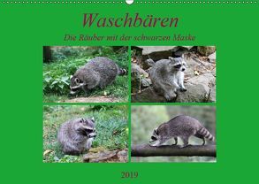 Waschbären – Die Räuber mit der schwarzen Maske (Wandkalender 2019 DIN A2 quer) von Klatt,  Arno